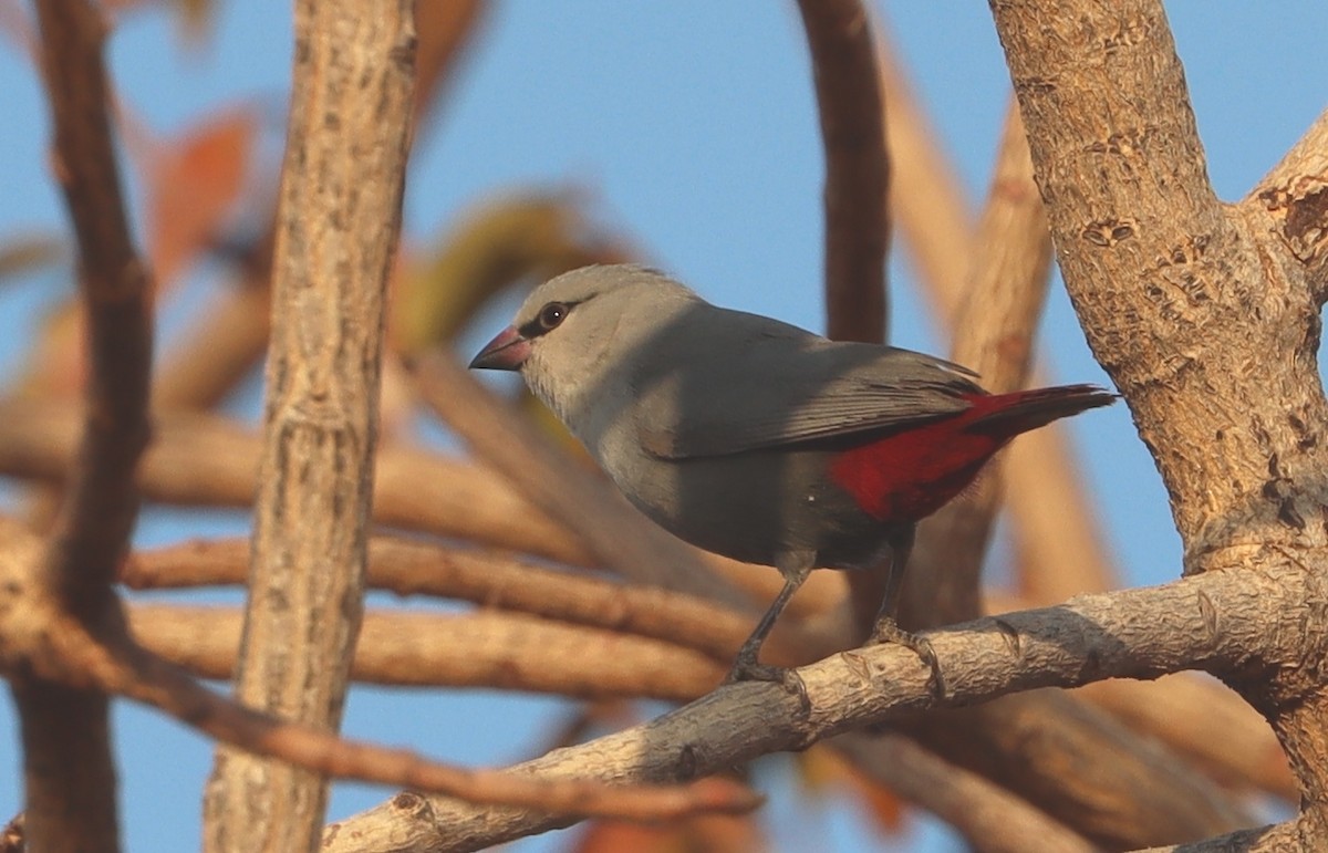 Lavender Waxbill - ML647688649