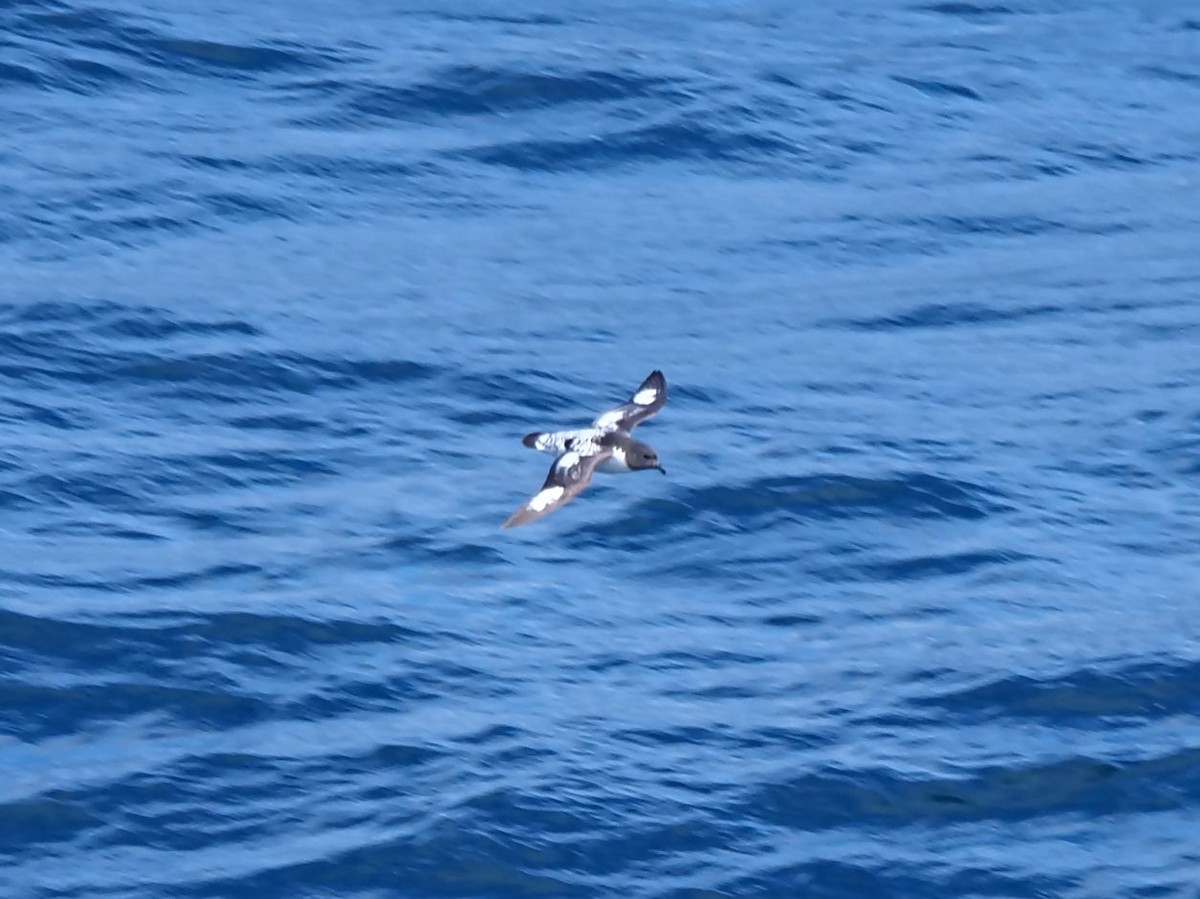 סערון הכף - ML647688650