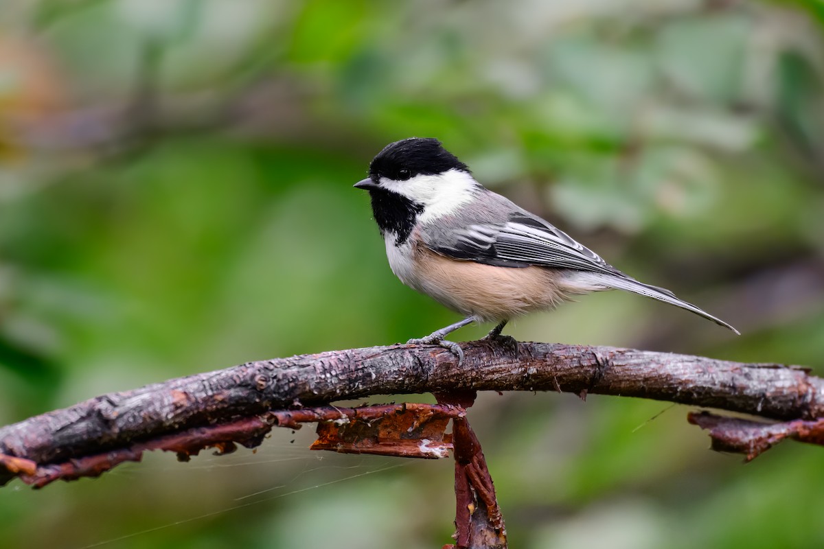 Black-capped Chickadee - ML647688654