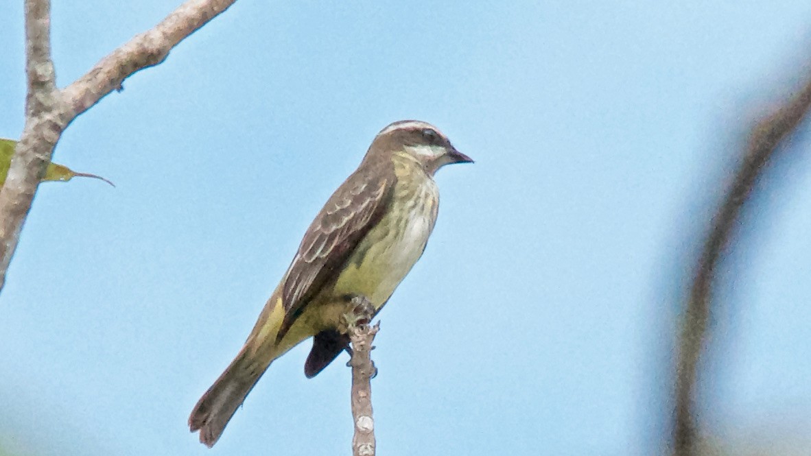 Piratic Flycatcher - ML647688655