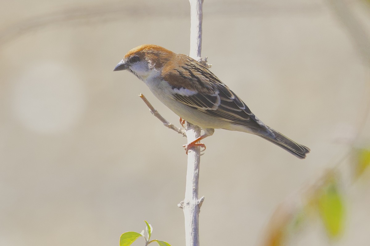 Russet Sparrow - ML647688659