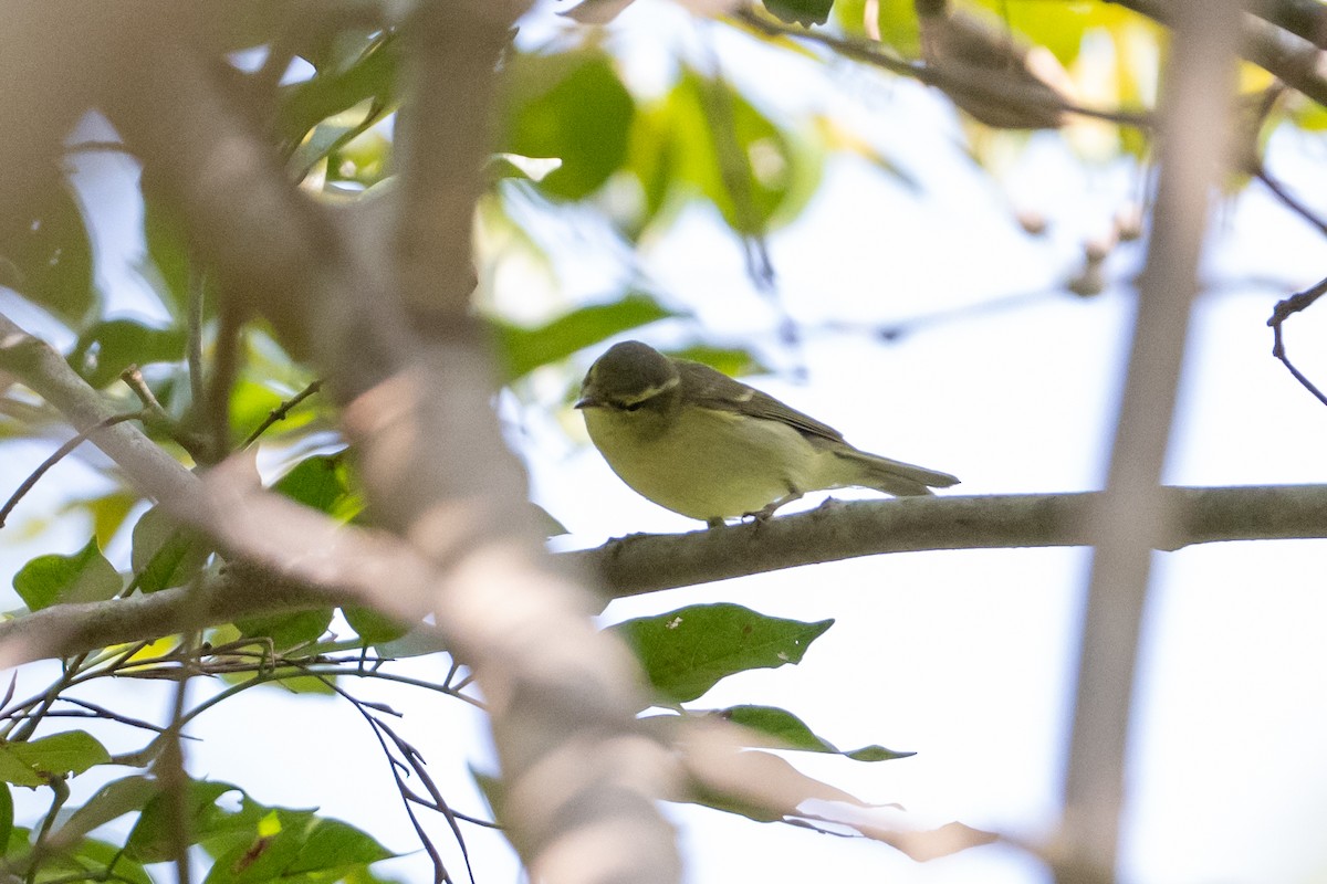 עלווית הרים - ML647688661