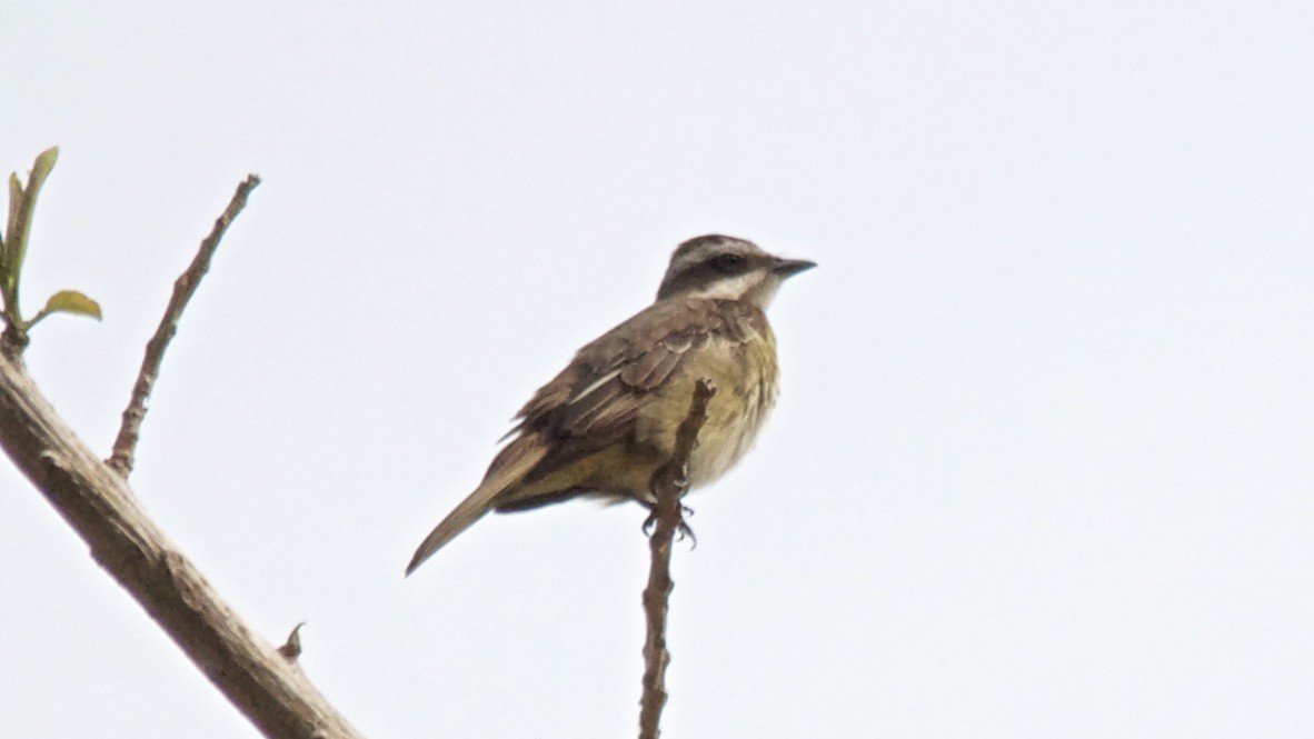 Piratic Flycatcher - ML647688662