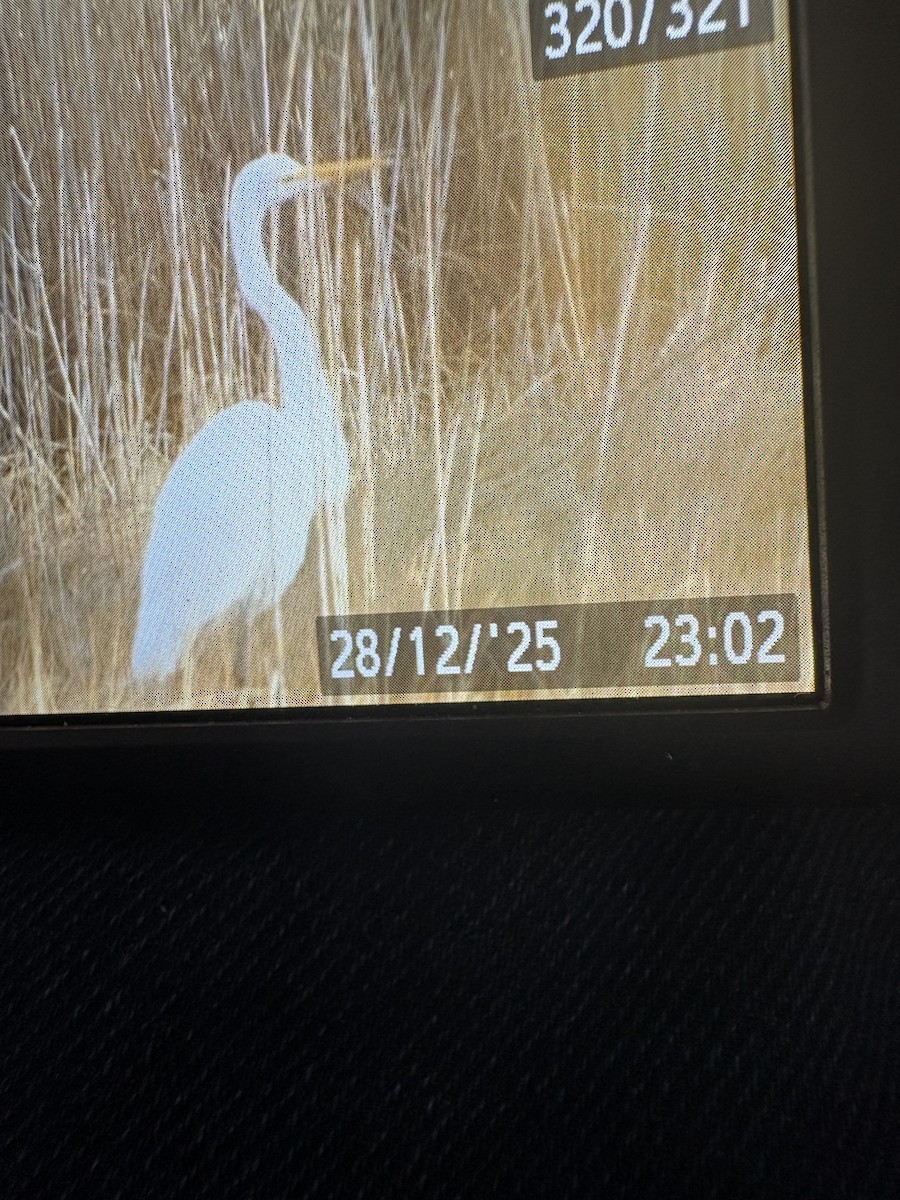 Garceta Grande - ML647688673