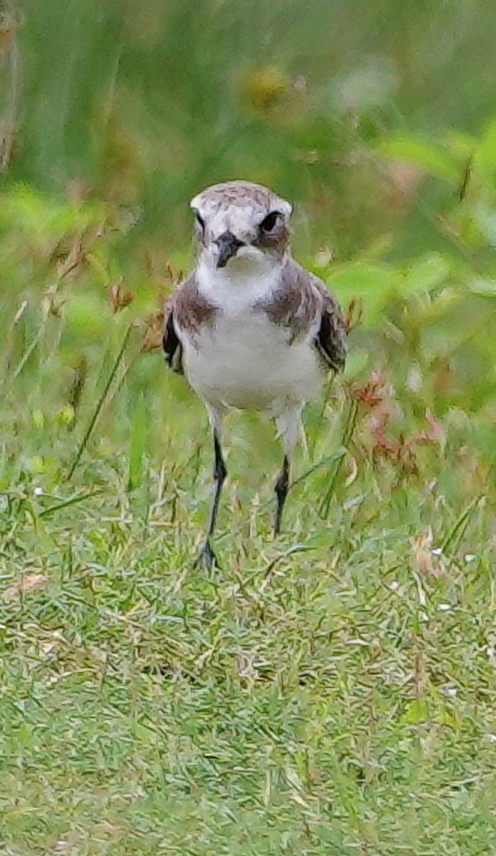 Tibetan Sand-Plover - ML647688674