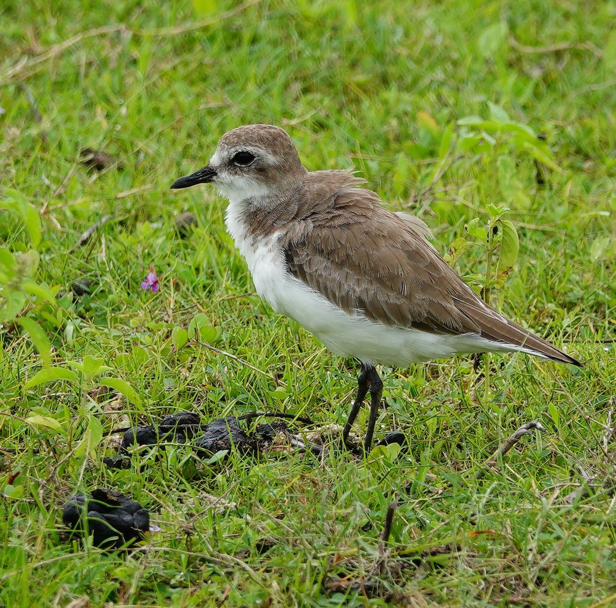 Tibetan Sand-Plover - ML647688675
