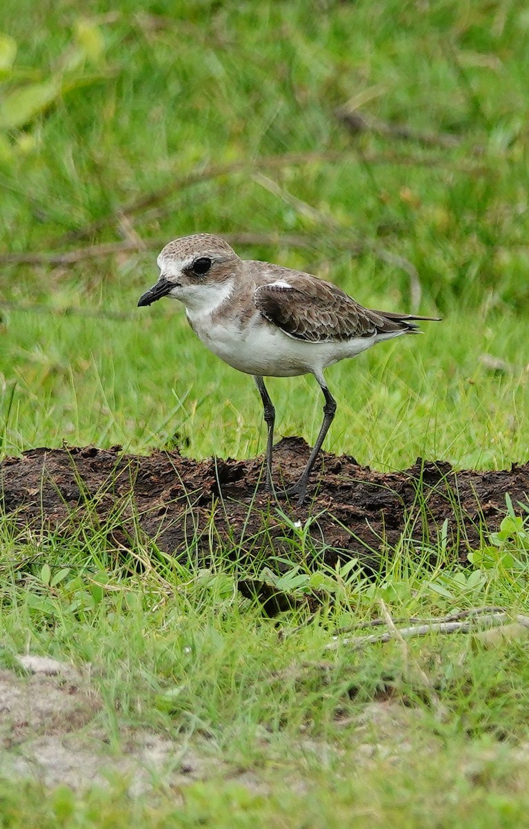 Tibetan Sand-Plover - ML647688676
