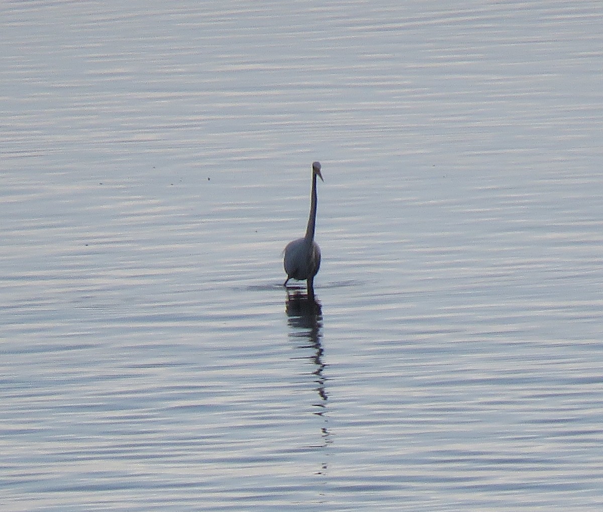 Garceta Grande - ML647688679