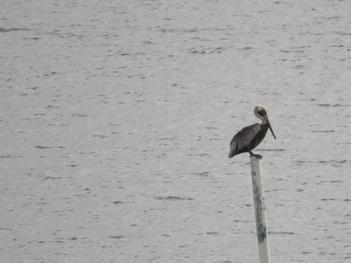 Brown Pelican - ML647688684