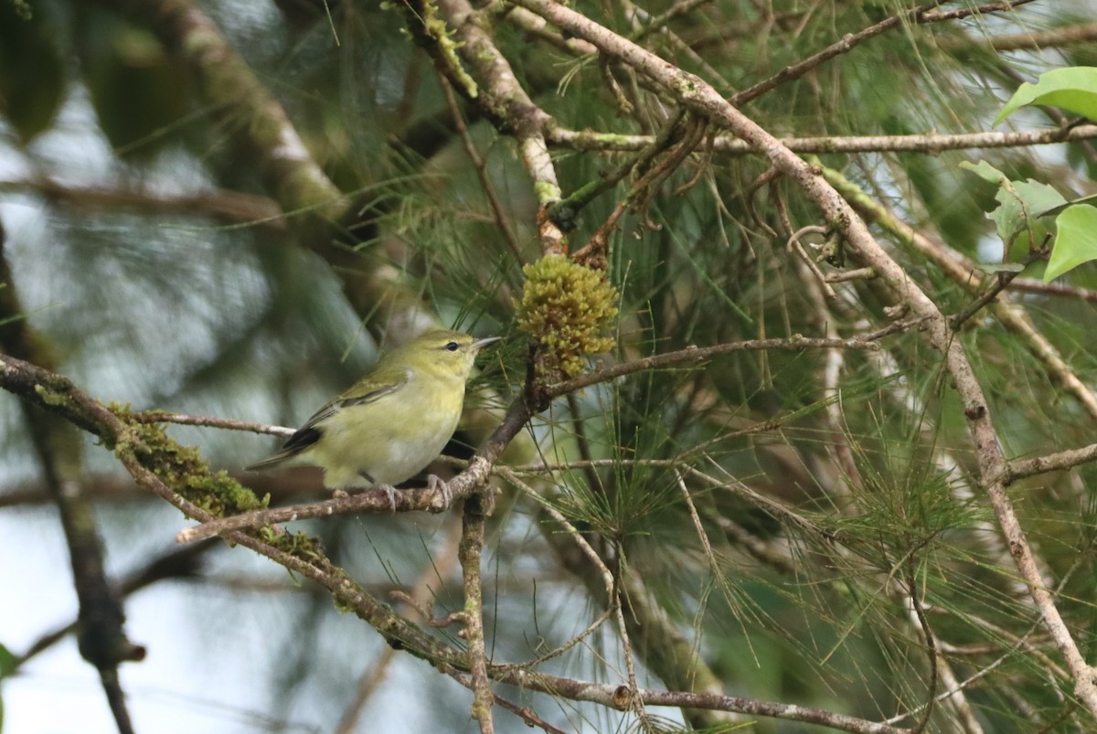 Tennessee Warbler - ML647688704