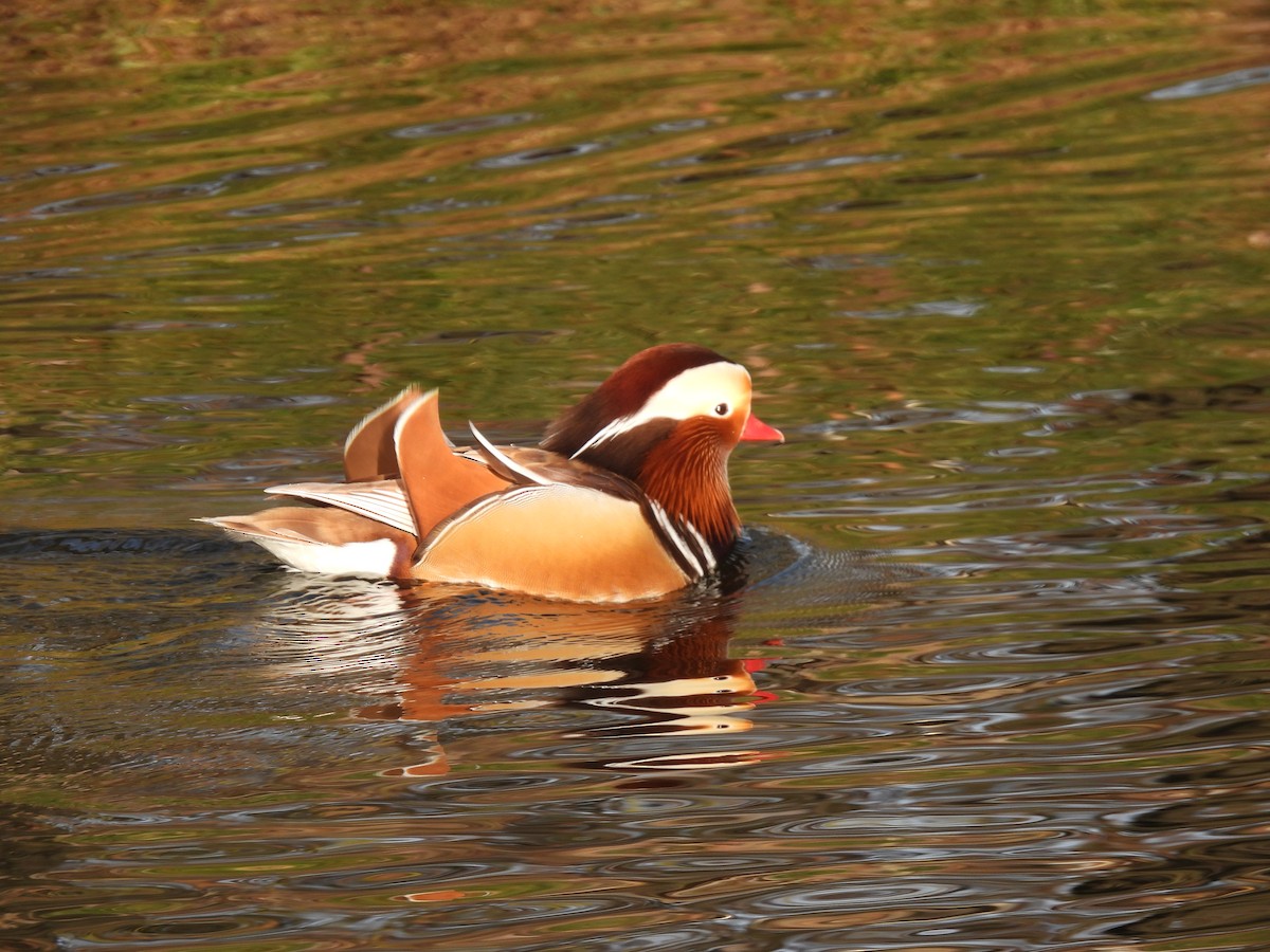 Mandarin Duck - ML647688735