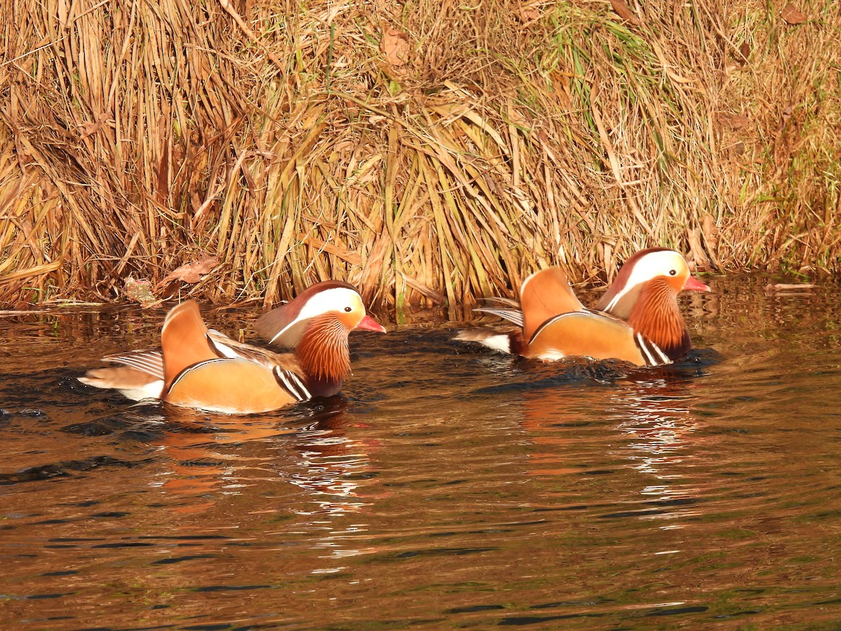Mandarin Duck - ML647688738