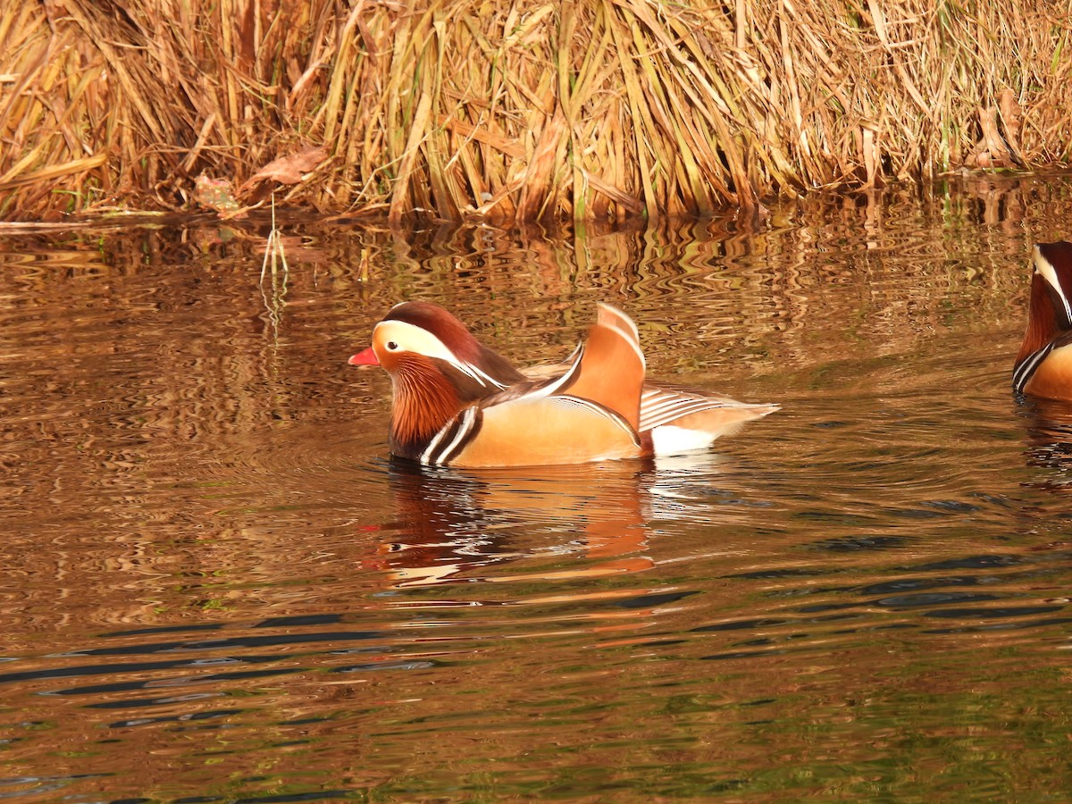 Mandarin Duck - ML647688739