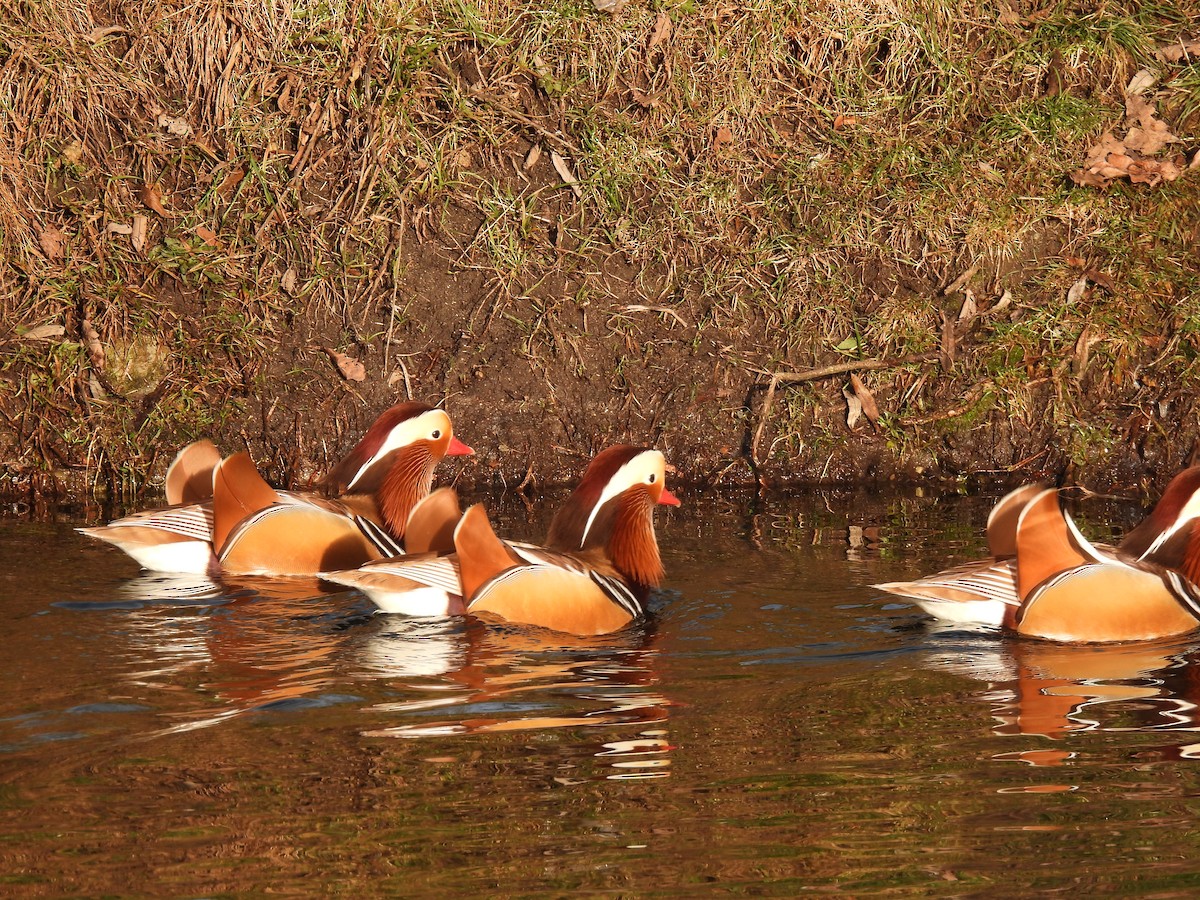 Mandarin Duck - ML647688740