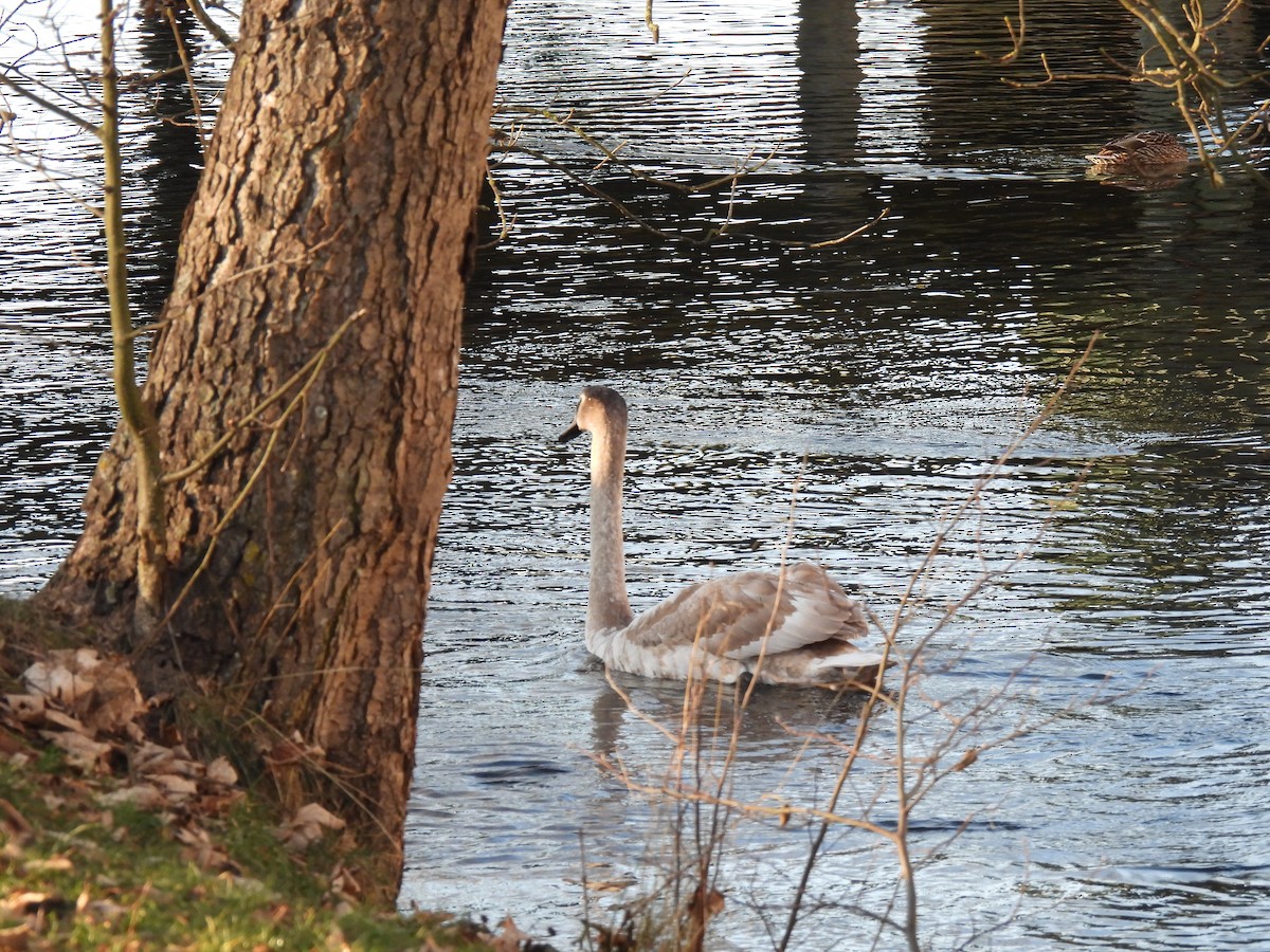 Лебідь-шипун - ML647688747