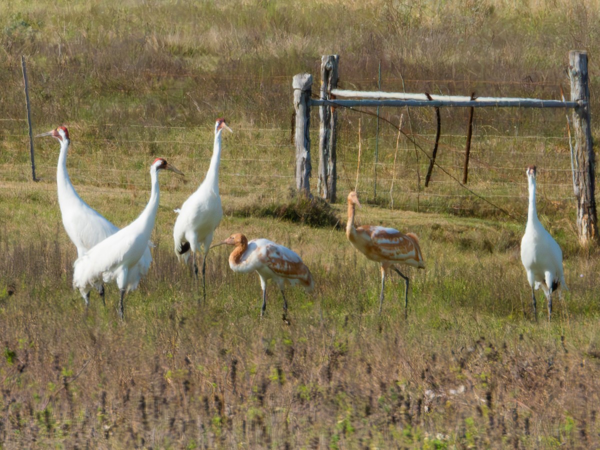 trompettrane - ML647688748