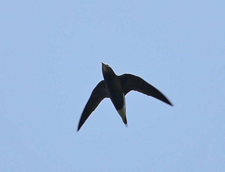 Brown-backed Needletail - ML647688749