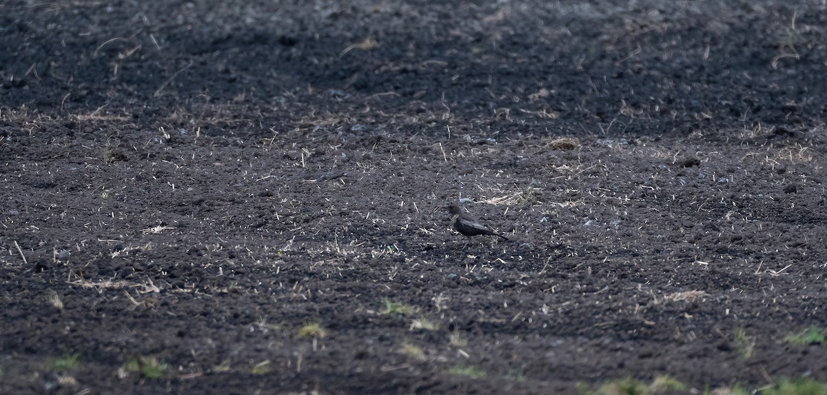 קיכלי סהרון (צפוני) - ML647688753