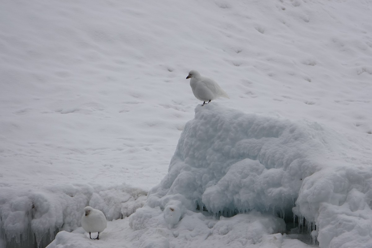 Snowy Sheathbill - ML647688759