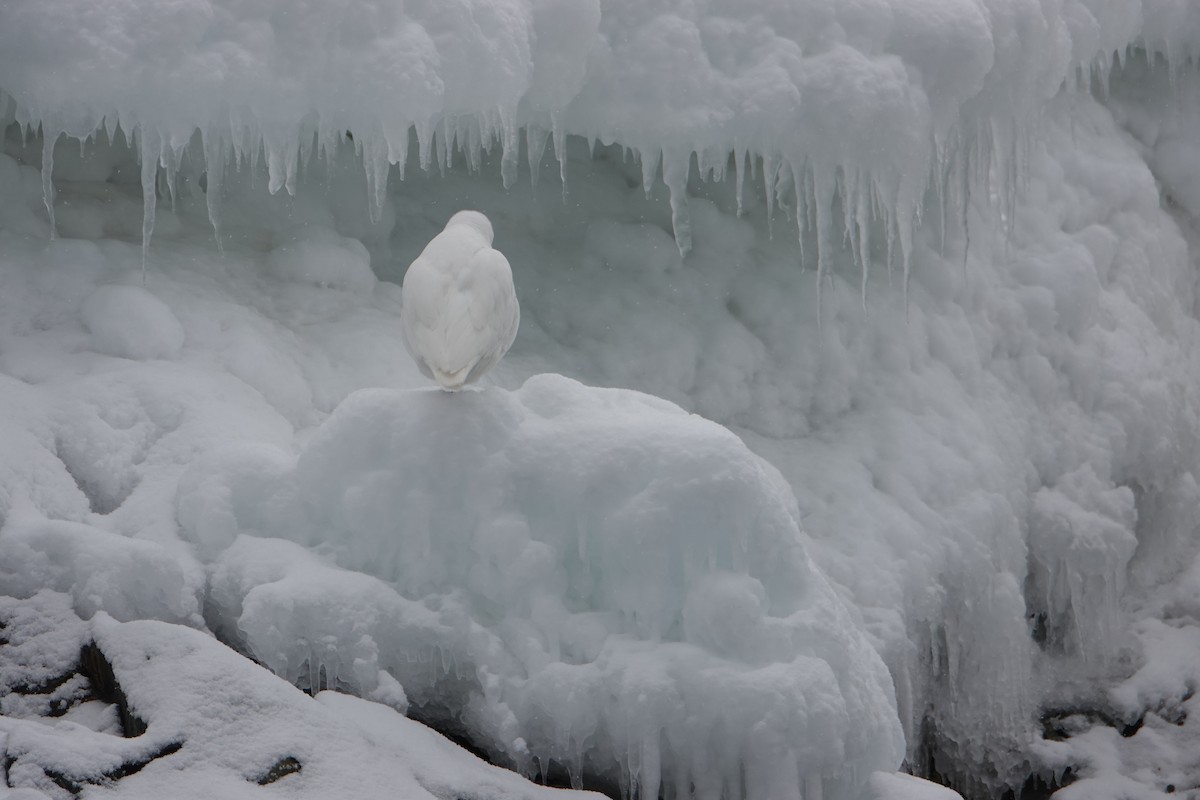Snowy Sheathbill - ML647688763