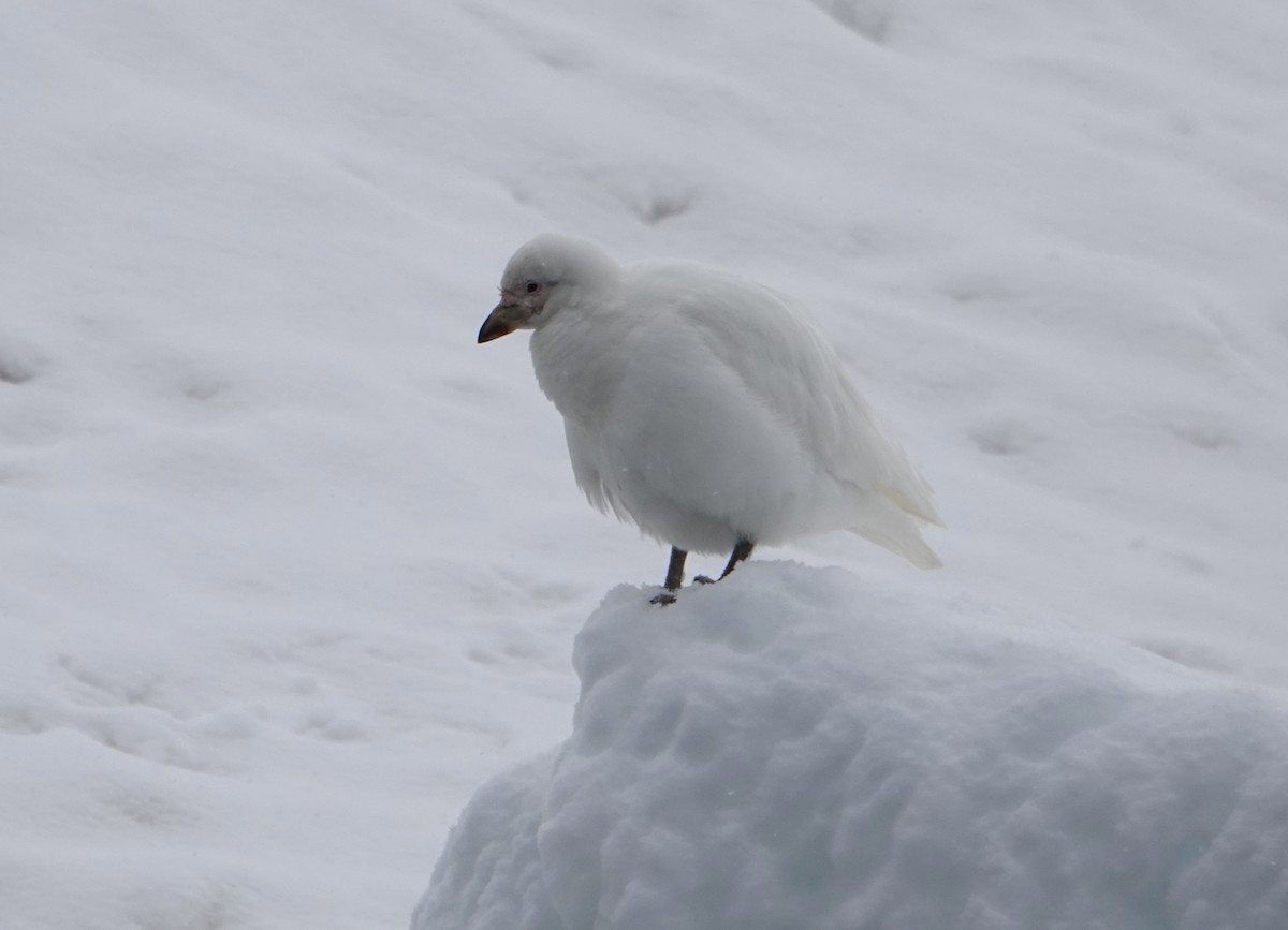 Snowy Sheathbill - ML647688765
