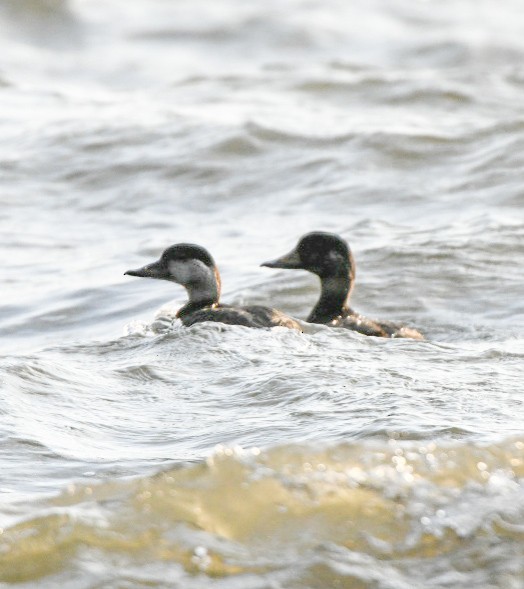 Black Scoter - ML647688766
