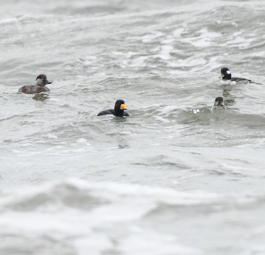 Black Scoter - ML647688767