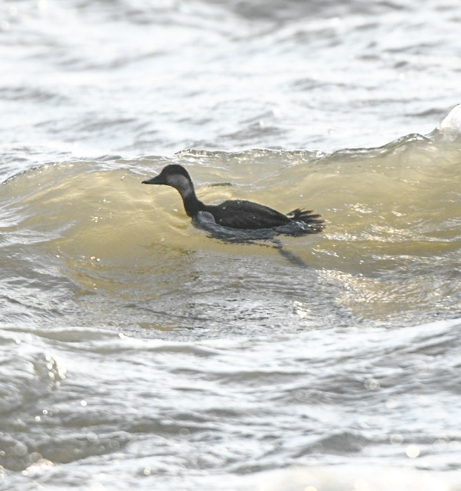 Black Scoter - ML647688768