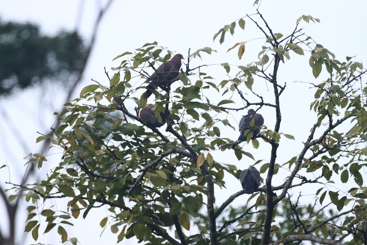 Rotschnabeltaube - ML647688770