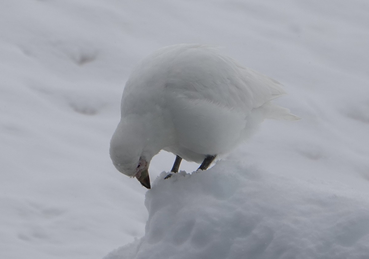 Snowy Sheathbill - ML647688772