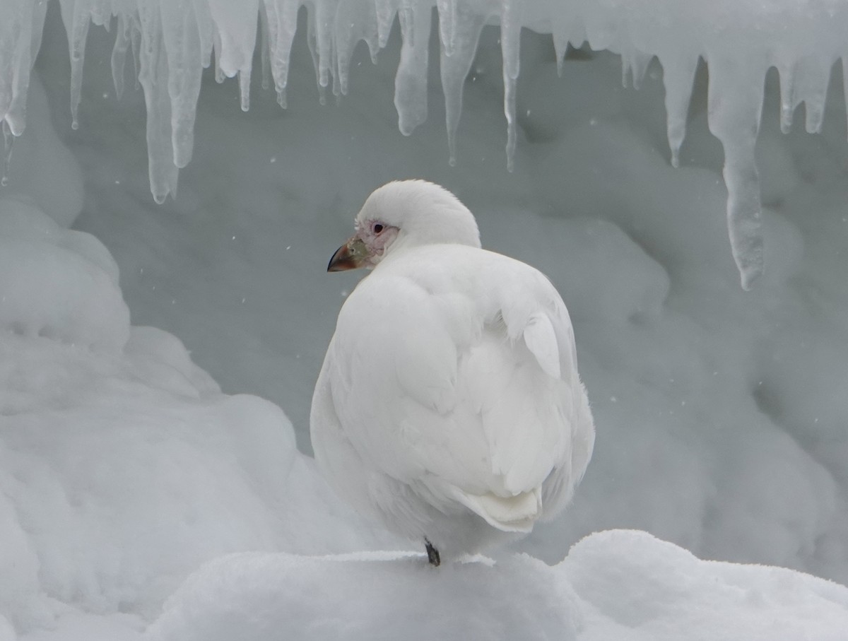 Snowy Sheathbill - ML647688776
