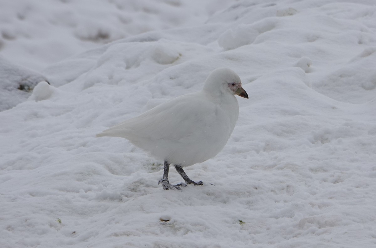 Snowy Sheathbill - ML647688778
