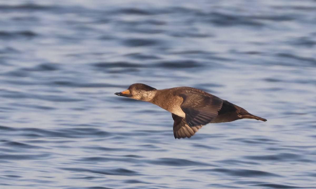 Black Scoter - ML647688782