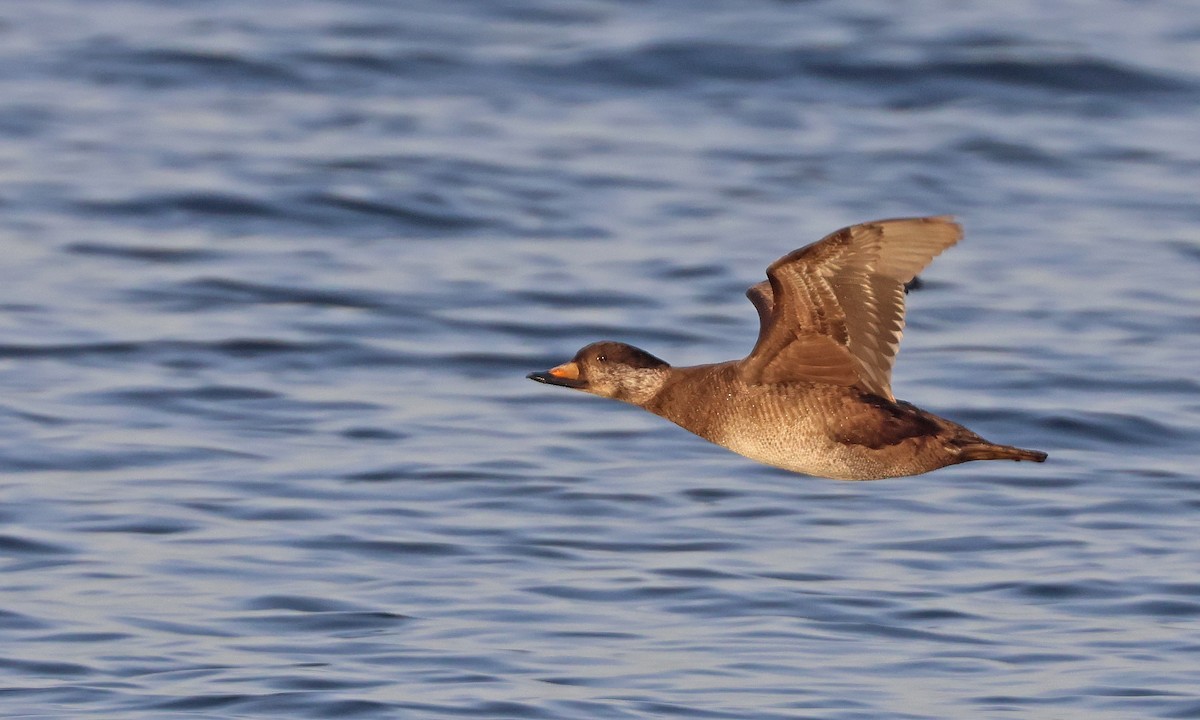 Black Scoter - ML647688783