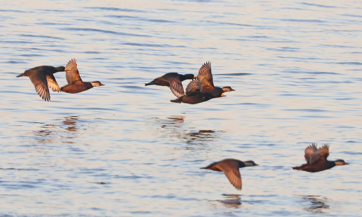 Black Scoter - ML647688785