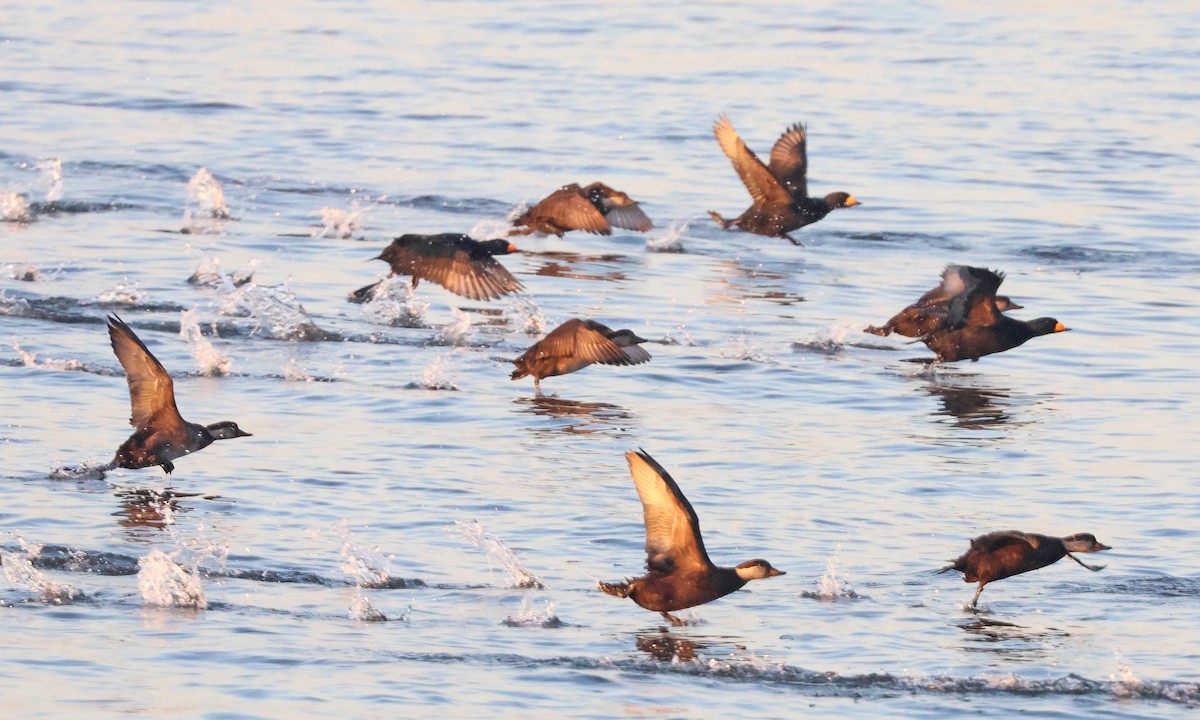 Black Scoter - ML647688787