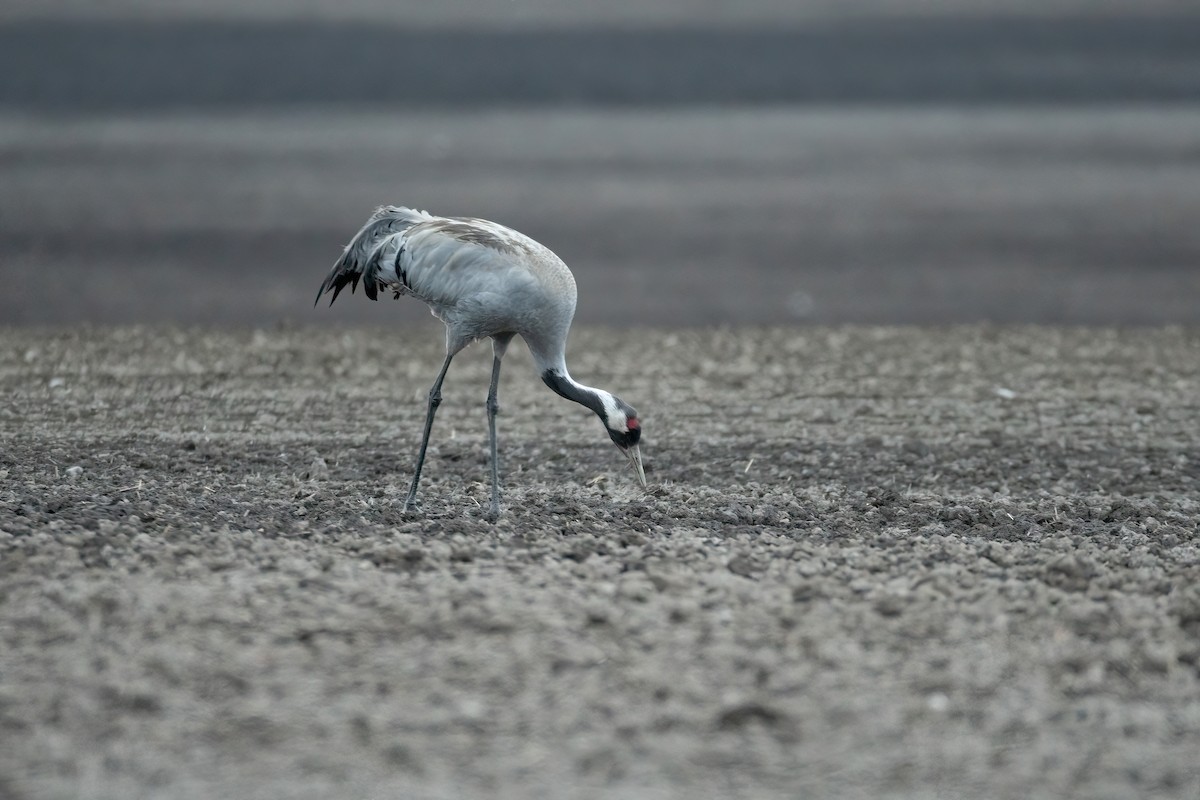 עגור אפור - ML647688788