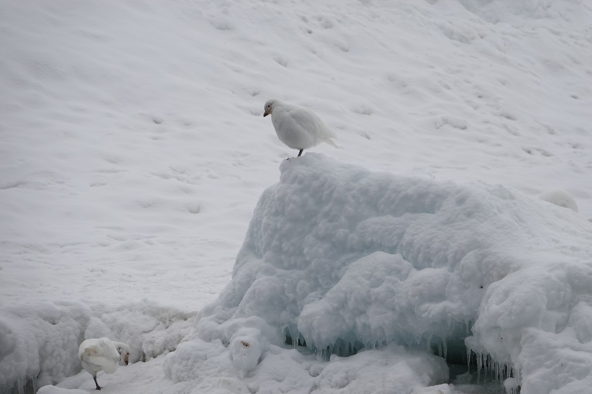 Snowy Sheathbill - ML647688789