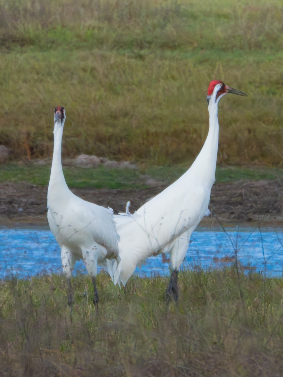 trompettrane - ML647688791