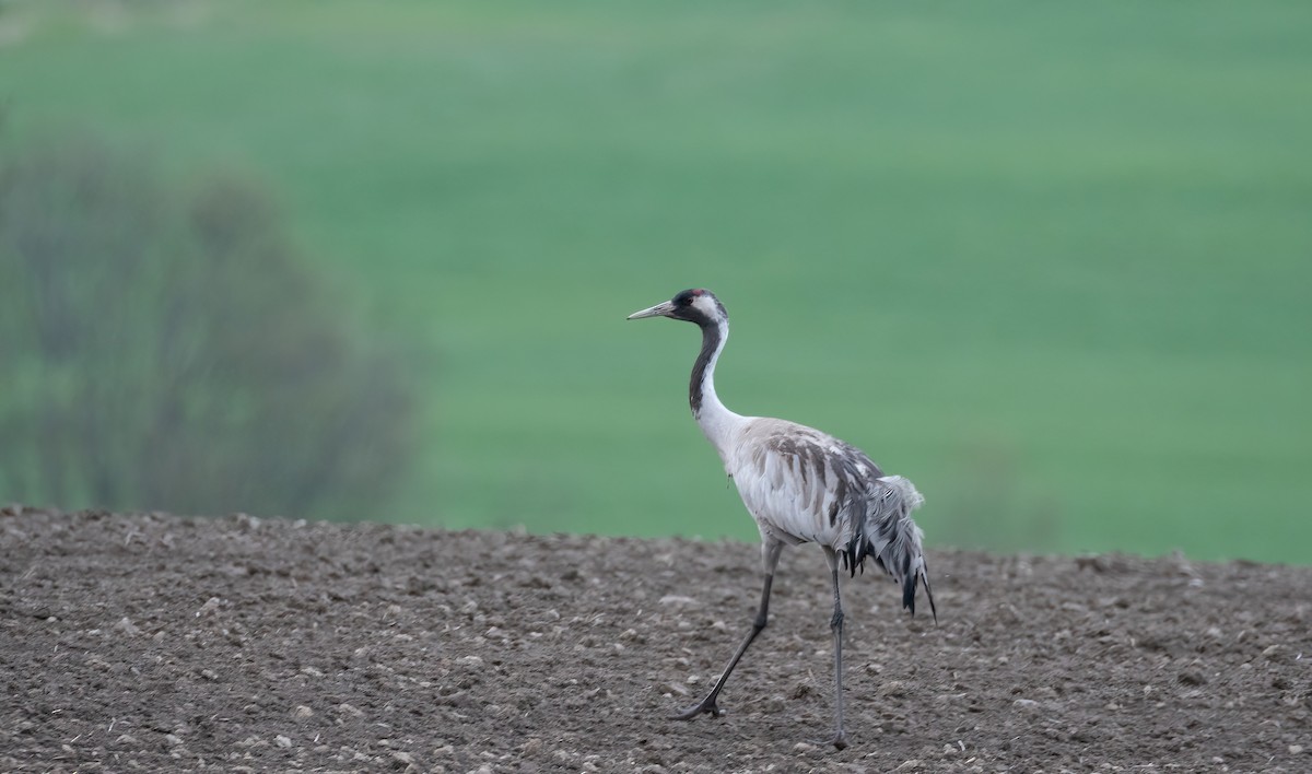 עגור אפור - ML647688792