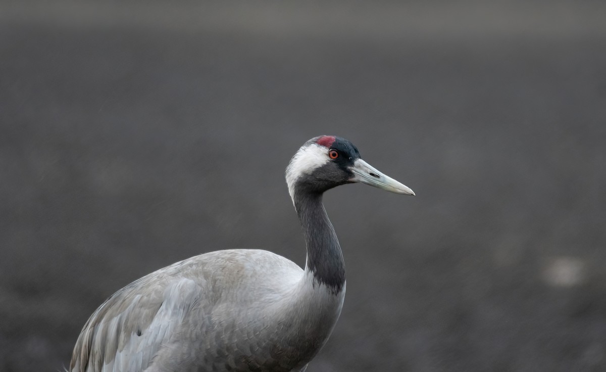 עגור אפור - ML647688796