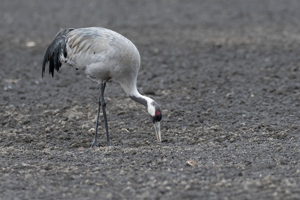 עגור אפור - ML647688799