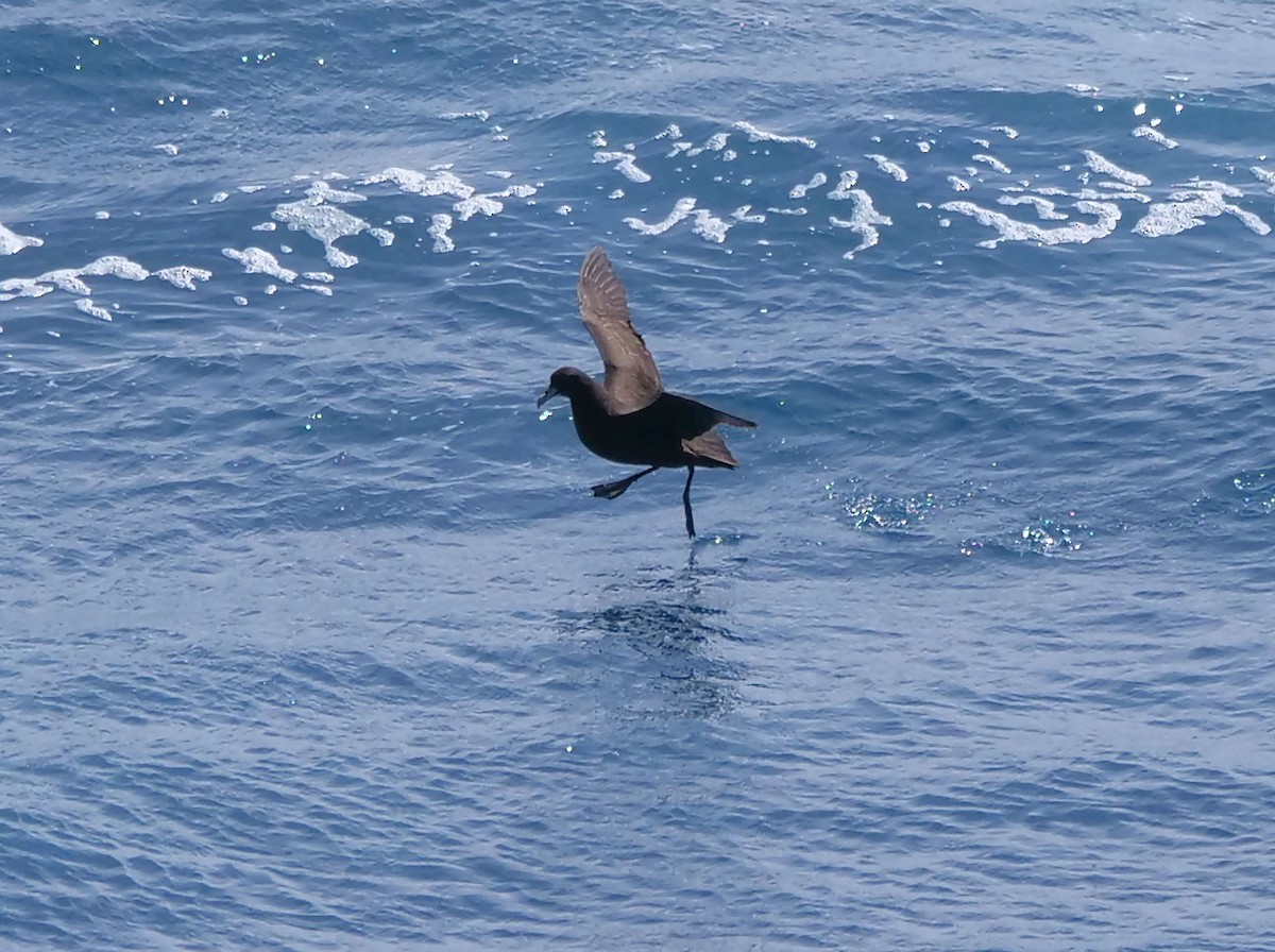 Beyaz Gıdılı Yelkovan - ML647688801