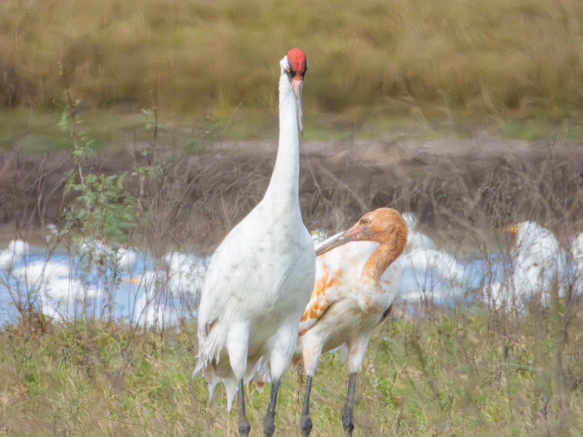 trompettrane - ML647688802