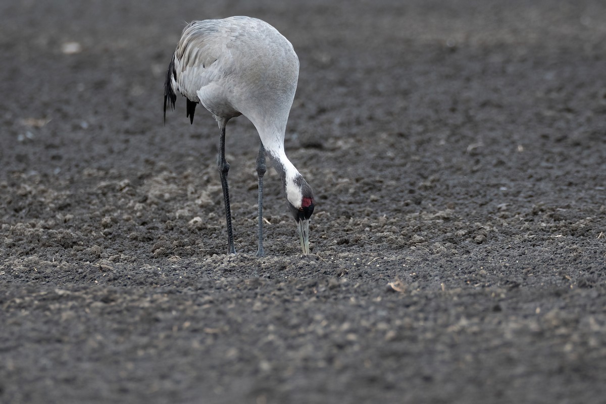 עגור אפור - ML647688803