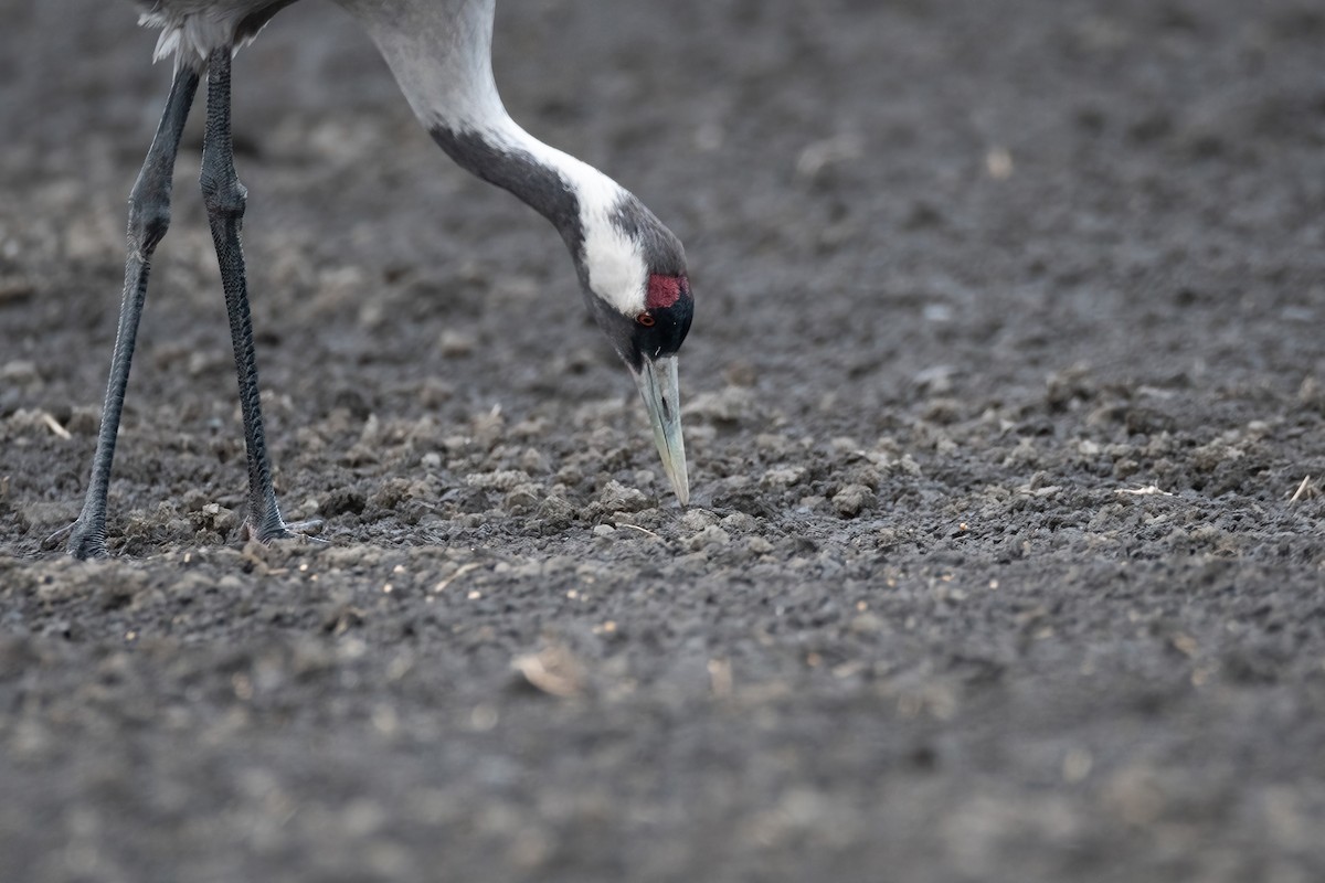 עגור אפור - ML647688811