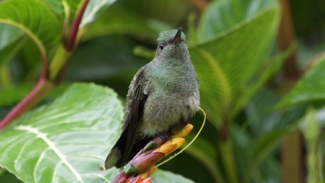 Чешуйчатогрудый саблекрыл - ML647688812