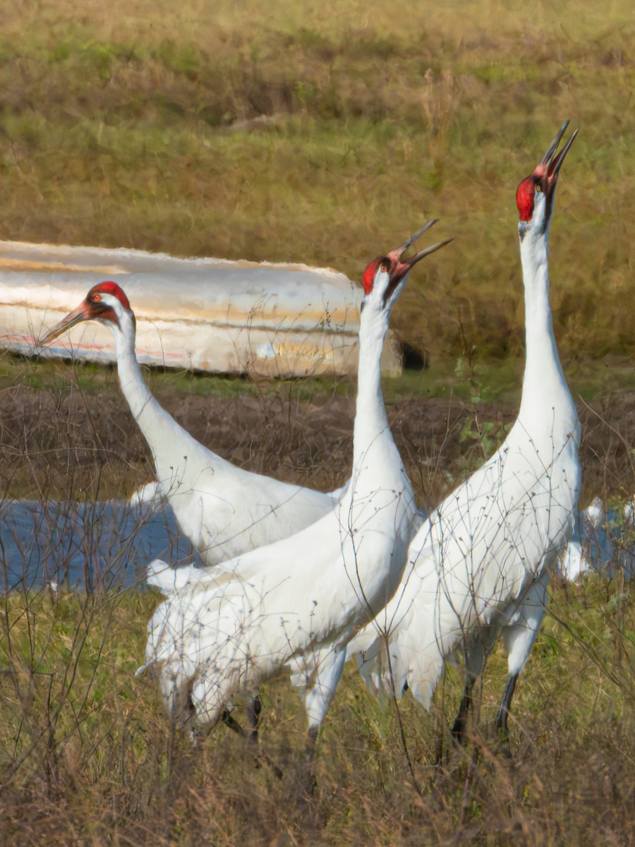 trompettrane - ML647688813