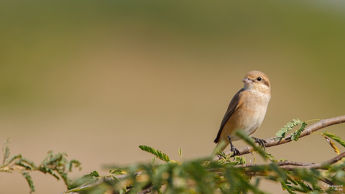 isabellavarsler - ML647688857