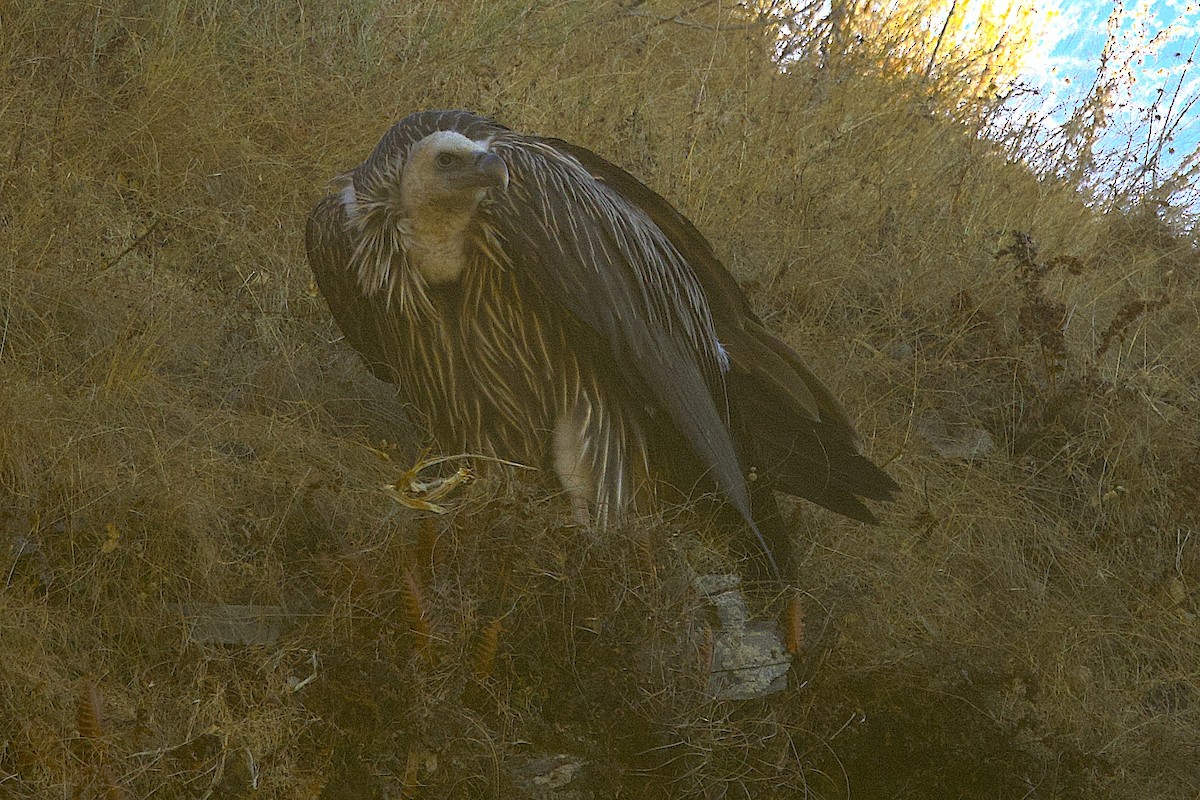 Schneegeier - ML647688863